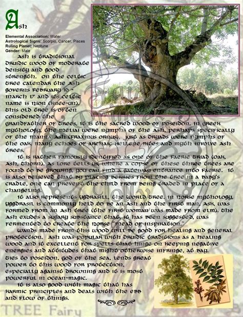 The Magic Tree Near Me: A Natural Remedy for Stress and Anxiety